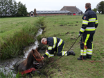 Prio 2 Dier te Water Vee Dykhuzen Gerkesklooster
